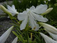 AGAPANTHUS SILVER BABY